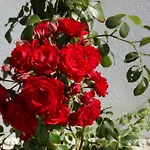 ファームステイ Falesias Da Arrifana