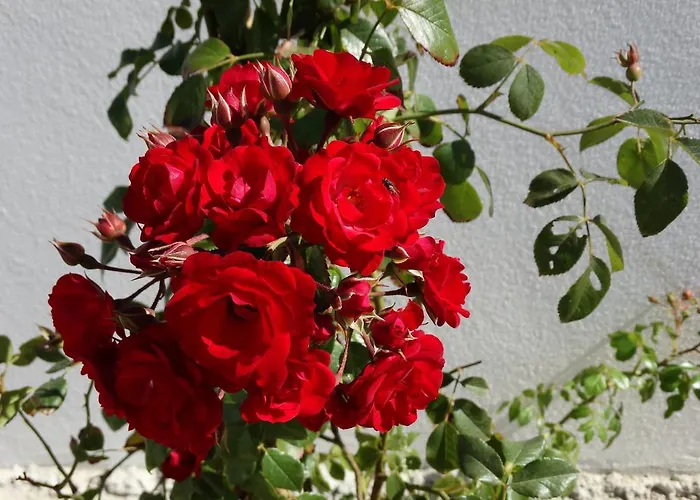 Séjour à la ferme Falésias Da Arrifana