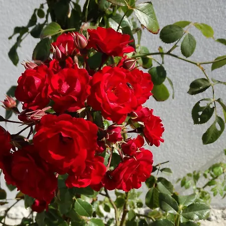 Çiftlik konaklama Falesias Da Arrifana